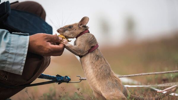 Con chuột Magawa đang tìm mỏ, Campuchia - Sputnik Việt Nam