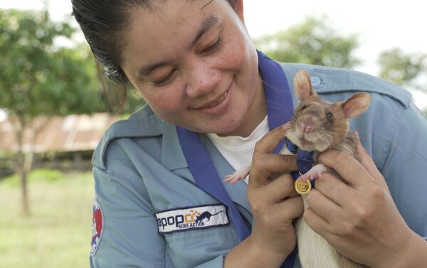 Một con chuột Magawa ở Campuchia - Sputnik Việt Nam