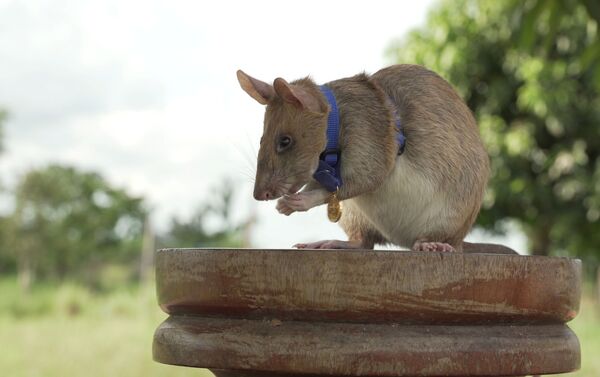 Một con chuột Magawa  ở Campuchia - Sputnik Việt Nam