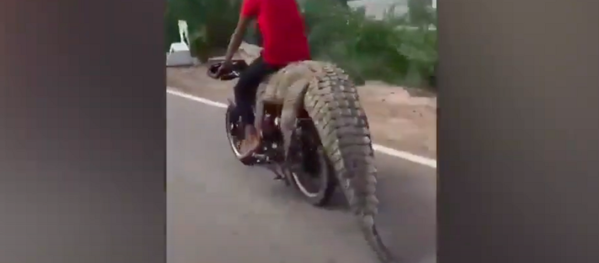 Người đàn ông ngồi trên con cá sấu bị trói vào xe máy lọt vào video. - Sputnik Việt Nam, 1920, 29.09.2020