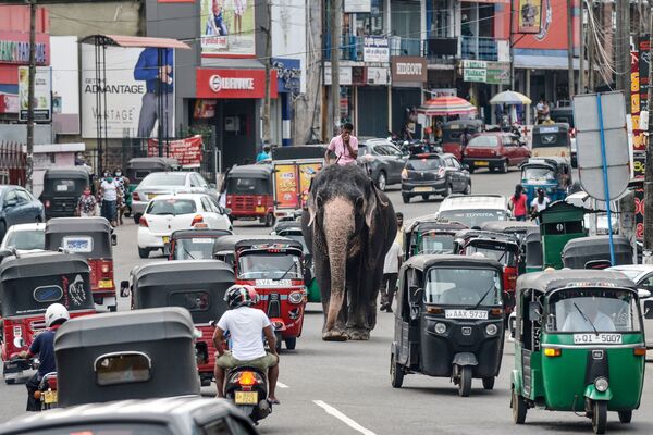 Người cưỡi voi giữa dòng xe cộ ở Piliyandal ở Sri Lanka, Colombo - Sputnik Việt Nam