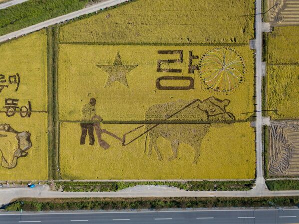 Một góc nhìn về nghệ thuật trồng lúa ở Hàn Quốc - Sputnik Việt Nam