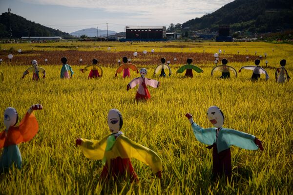 Bù nhìn trong trang phục Hanbok truyền thống trên cánh đồng lúa ở Hàn Quốc - Sputnik Việt Nam
