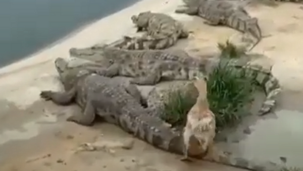 Cá sấu ngạc nhiên trước chú vịt trơ tráo - Sputnik Việt Nam
