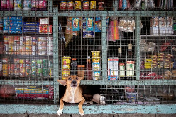 Chú chó trong cửa sổ cửa hàng ở Tondo, Manila - Sputnik Việt Nam