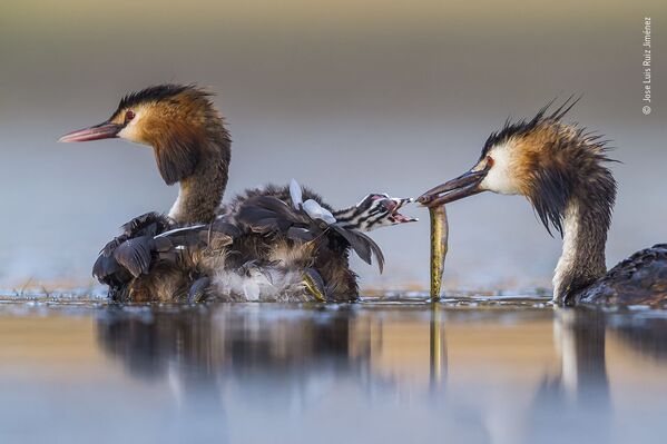 Ảnh «Great crested sunrise» của nhiếp ảnh gia Tây Ban Nha Jose Luis Ruiz Jiménez, người chiến thắng hạng mục Hành vi: Chim, cuộc thi Wildlife Photographer of the Year 56  - Sputnik Việt Nam
