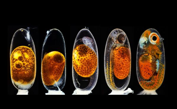 Ảnh Quá trình phát triển phôi thai của cá hề (Amphiprion percula) chụp vào các ngày 1, 3 (sáng và tối), 5 và 9 (ban ngày) của nhiếp ảnh gia người Đức Daniel Knop, giải nhì Nikon Small World 2020 - Sputnik Việt Nam