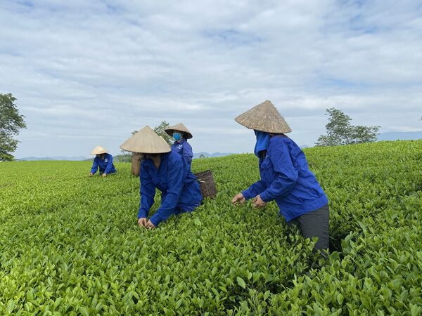 Nữ công nhân Việt Nam thu hoạch chè trên đồi  - Sputnik Việt Nam