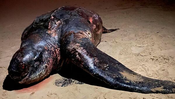 Con rùa nặng nửa tấn đã chết và dạt vào bờ biển. - Sputnik Việt Nam