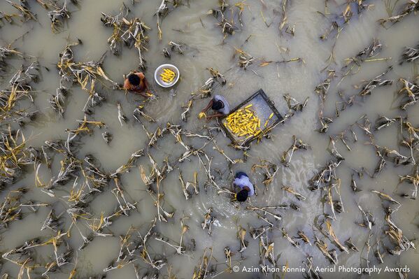 Ảnh “Nước lũ làm hư hại mùa màng” của nhiếp ảnh gia người Bangladesh Azim Khan Ronnie, người đoạt giải 2 trong mục Biên tập của Giải thưởng nhiếp ảnh trên không Aerial Photography Awards 2020 - Sputnik Việt Nam
