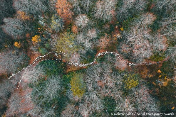 Đường mòn trong rừng của nhiếp ảnh gia người Thổ Nhĩ Kỳ Mehmet Aslan, người chiến thắng hạng mục Rừng và Cây tại Giải thưởng nhiếp ảnh trên không Aerial Photography Awards 2020 - Sputnik Việt Nam