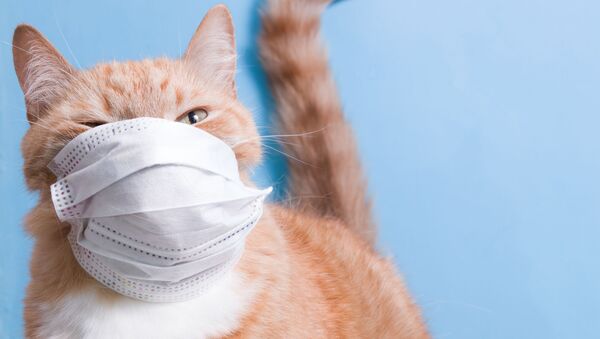 Mèo đeo khẩu trang y tế bảo vệ. - Sputnik Việt Nam