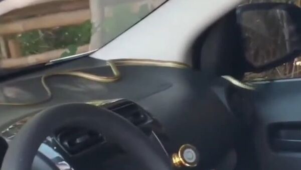 Tài xế thấy con rắn trong xe và rất sợ hãi - Sputnik Việt Nam