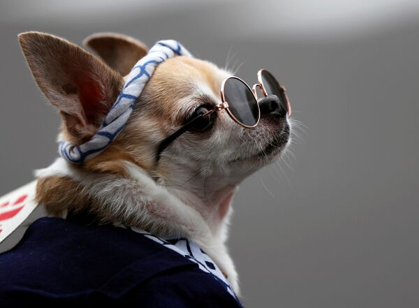Chú chó mặc vest và đeo kính trong lễ hội Sanja Matsuri ở Tokyo - Sputnik Việt Nam