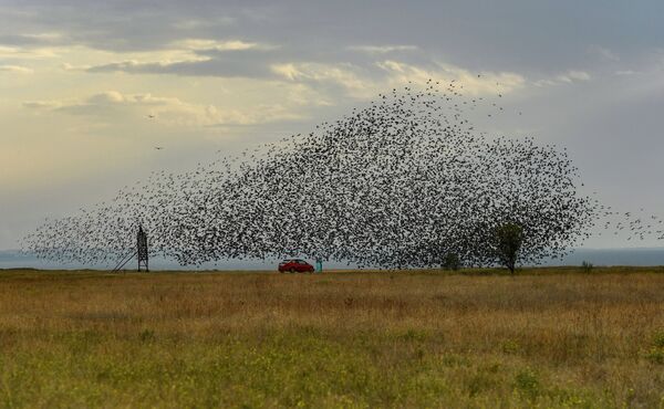 Đàn chim trên cánh đồng ở Crưm - Sputnik Việt Nam