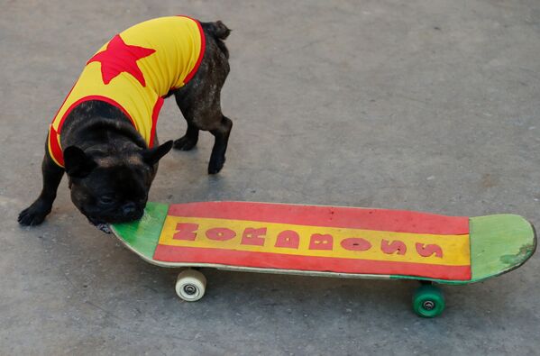 Con chó nòi Bulldog Pháp Nord-Boss trượt ván trong công viên ở Moskva - Sputnik Việt Nam