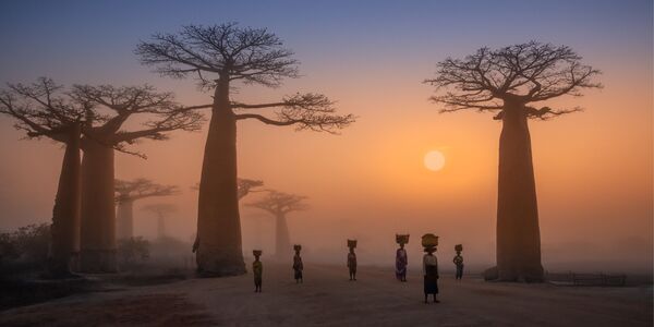 Bức ảnh Hàng cây Baobabs của nhiếp ảnh gia Nga Dmitry Arkhipov, lọt TOP-50 hạng mục Nhà cửa và môi trường của cuộc thi ảnh quốc tế EPSON International Pano Awards 2020 - Sputnik Việt Nam