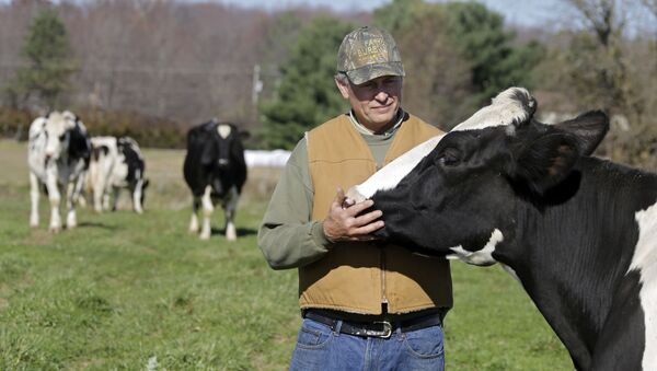 Người nông dân Mỹ với một con bò - Sputnik Việt Nam