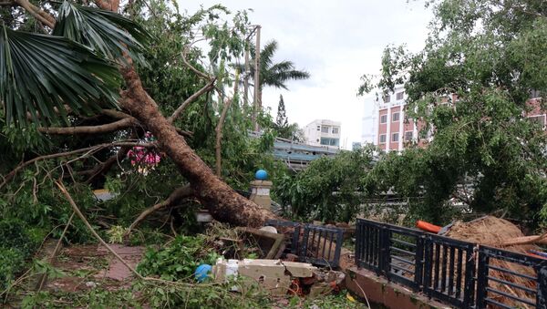 Nhiều cây cổ thụ dọc các tuyến phố tại Quảng Ngãi bị gãy đổ. - Sputnik Việt Nam