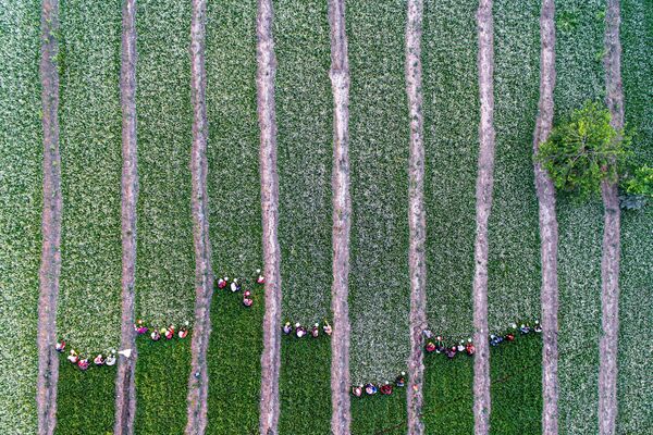 Tác phẩm Những người phụ nữ hái hoa cúc của nhiếp ảnh gia Iran Kaveh Seyedahmadian, đứng thứ hai trong hạng mục Thiên nhiên / Góc nhìn từ trên cao /  Droner tạiInternational Photography Awards 2020 - Sputnik Việt Nam
