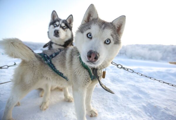 Những chú chó kéo xe thuộc giống Husky Siberia trong công viên du lịch Bắc cự quang ở  tỉnh Murmansk - Sputnik Việt Nam