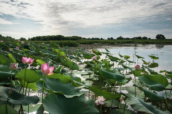Hoa sen nở ở đồng bằng sông Volga - Sputnik Việt Nam