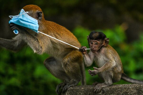 Con khỉ chơi với khẩu trang ở Genting Sempah, Malaysia - Sputnik Việt Nam