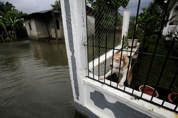 Một con chó sau hàng rào ở khu vực bị lũ lụt của Honduras - Sputnik Việt Nam