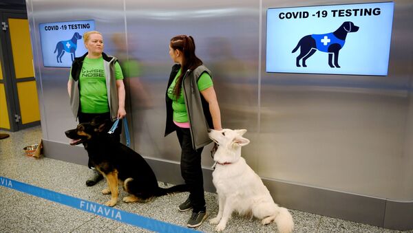 Nhân viên tại sân bay Helsinki với những chú chó có khả năng phát hiện coronavirus trong mẫu hành khách - Sputnik Việt Nam