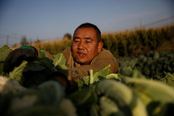Người nông dân thu hoạch vụ mùa ở ngoại ô Tửu Tuyền, tỉnh Cam Túc, Trung Quốc - Sputnik Việt Nam