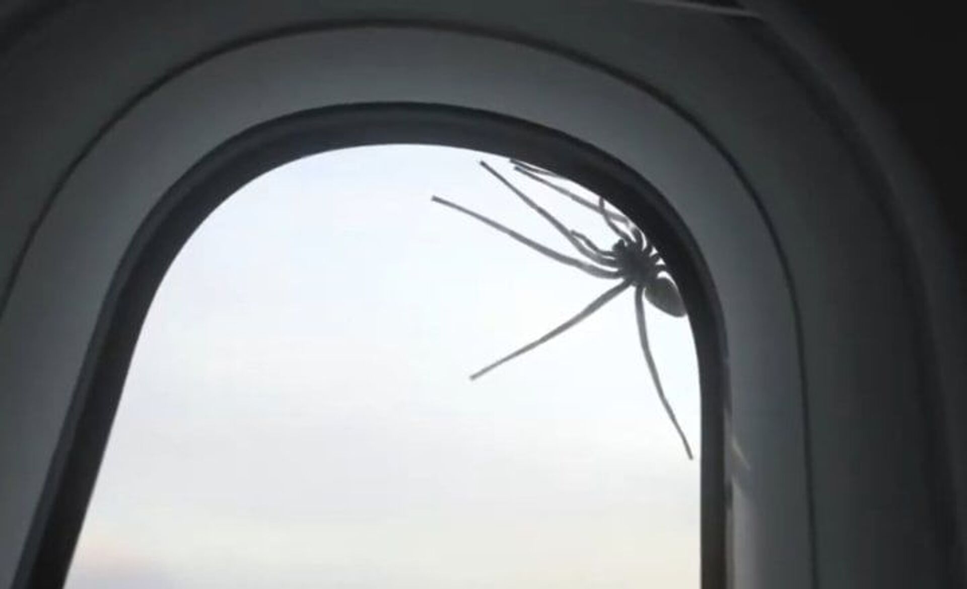 Ác mộng trong chuyến bay: một con nhện bị mắc kẹt vào cửa sổ máy bay đang cất cánh - Sputnik Việt Nam, 1920, 12.11.2020