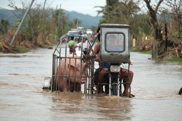 Người lái xe mô tô chở lợn dọc theo con đường ngập lụt do bão Wamco ở tỉnh Albay, Philippines - Sputnik Việt Nam