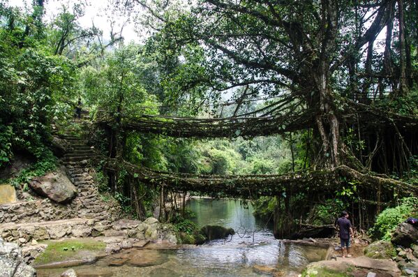 Cầu hai tầng bằng rễ cây ở Ấn Độ - Sputnik Việt Nam