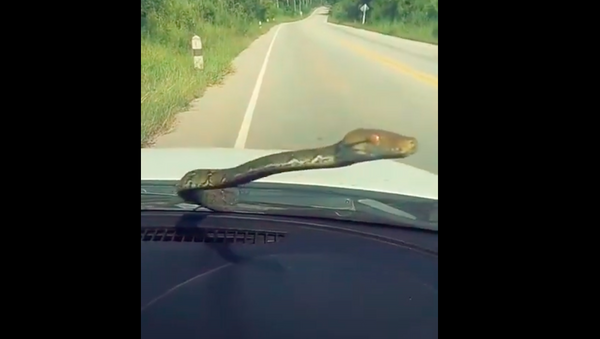 Hành khách bị bất ngờ: con rắn lọt vào xe và cố gắng bò vào trong. - Sputnik Việt Nam