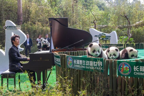 Nghệ sĩ dương cầm Trung Quốc biểu diễn cho gấu trúc ở Trung Quốc - Sputnik Việt Nam