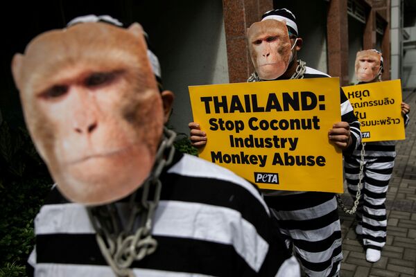 Các nhà hoạt động vì quyền động vật PETA phản đối việc ngược đãi khỉ trong ngành trồng dừa của Thái Lan - Sputnik Việt Nam