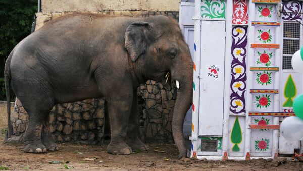 Con voi với biệt hiệu Kaavan đang chờ để được chuyển hộ khẩu từ Vườn thú Marghazar ở Islamabad, Pakistan đến Khu bảo tồn thiên nhiên ở Campuchia.  - Sputnik Việt Nam