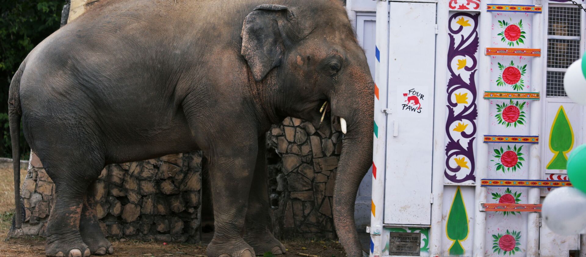 Con voi với biệt hiệu Kaavan đang chờ để được chuyển hộ khẩu từ Vườn thú Marghazar ở Islamabad, Pakistan đến Khu bảo tồn thiên nhiên ở Campuchia.  - Sputnik Việt Nam, 1920, 30.11.2020