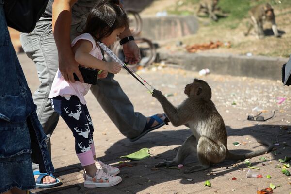 Một con khỉ chộp lấy khẩu trang một đứa trẻ trước chùa Prang Sam Yod trong lễ hội Monkey Buffet hàng năm ở Thái Lan - Sputnik Việt Nam