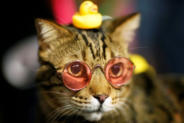 Chú mèo đeo kính râm trong cuộc biểu tình ở Bangkok, Thái Lan - Sputnik Việt Nam