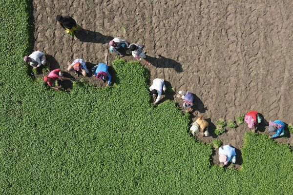 Công nhân làm cỏ trên cánh đồng ở Bangladesh - Sputnik Việt Nam