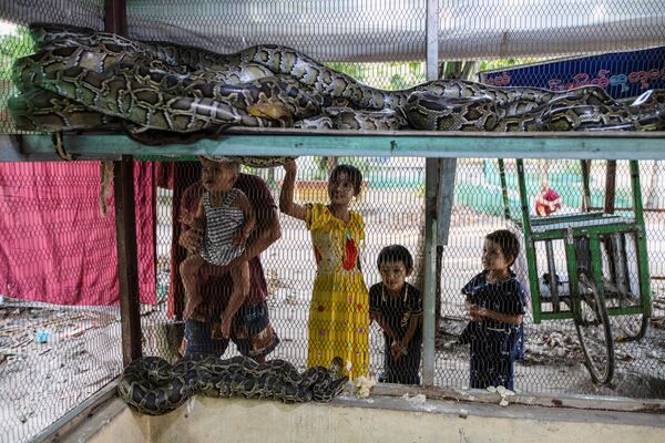 Gia đình du khách xem những con rắn được giải cứu trong ngôi chùa ở Myanmar - Sputnik Việt Nam