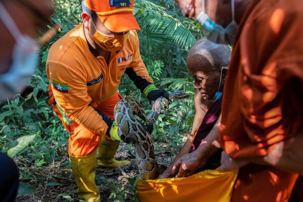 Nhân viên cứu hộ và nhà sư thả con trăn vừa được giải cứu vào khu rừng ở Myanmar - Sputnik Việt Nam