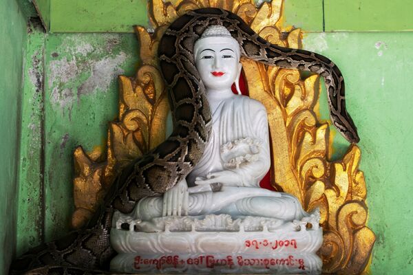 Trăn trên pho tượng Phật trong ngôi chùa ở Myanmar - Sputnik Việt Nam