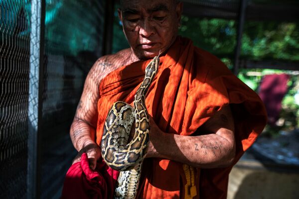 Nhà sư với rắn trong ngôi chùa Phật giáo ở Myanmar - Sputnik Việt Nam