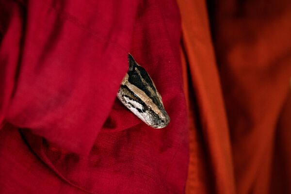 Trăn nhìn ra từ áo choàng của nhà sư tại ngôi chùa Myanmar - Sputnik Việt Nam