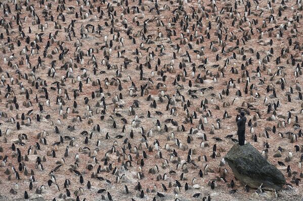 Nghiên cứu chim cánh cụt ở Nam Cực -  nhiếp ảnh gia Thụy Điển Christian Åslund, trong danh sách hạng mục Biến đổi khí hậu của cuộc thi «Earth Photo» 2020 - Sputnik Việt Nam