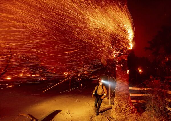 Người lính cứu hỏa đi ngang qua cái cây đang cháy trong khi dập tắt đám cháy trong cộng đồng Silverado ở California - Sputnik Việt Nam