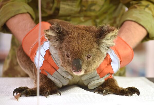 Gấu túi bị thương trong vụ cháy rừng ở Úc đang được điều trị tại bệnh viện dã chiến tạm thời ở Công viên động vật hoang dã Đảo Kangaroo - Sputnik Việt Nam