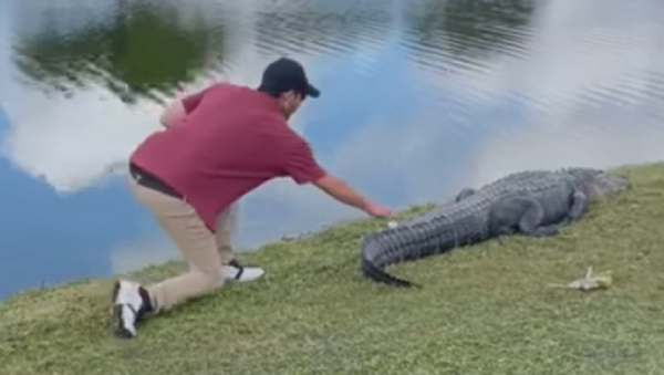 Những kẻ gây rắc rối: cá sấu không được tắm nắng trên sân golf ở Florida - Sputnik Việt Nam